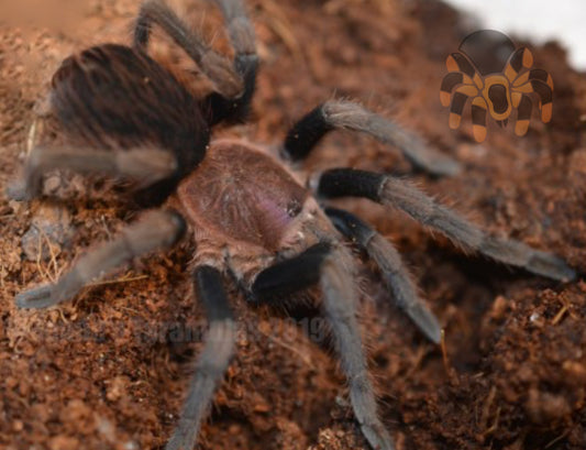 Theraphosinae sp. Roatan Island (Honduras Pink) 2 1/2-3" FEMALE #648