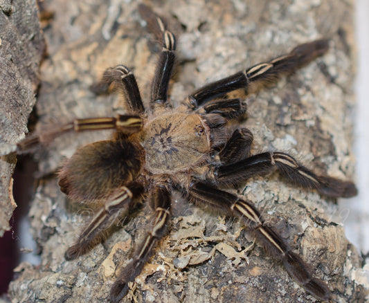 Ephebopus murinus (Skeleton Tarantula) 4" FEMALE