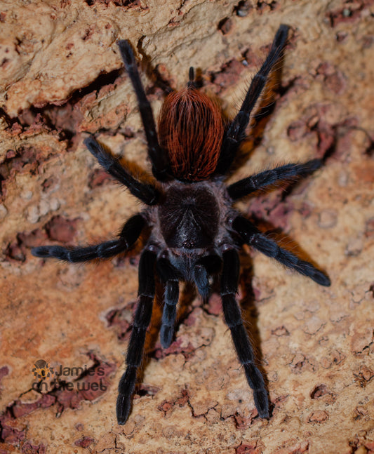 Tliltocatl epicureanum (Yukatan Rust Rump) 3" FEMALE #TE-2  (Pictured)