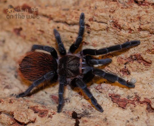 Tliltocatl epicureanum (Yukatan Rust Rump) 2 1/2" FEMALE #TE-4  (Pictured)