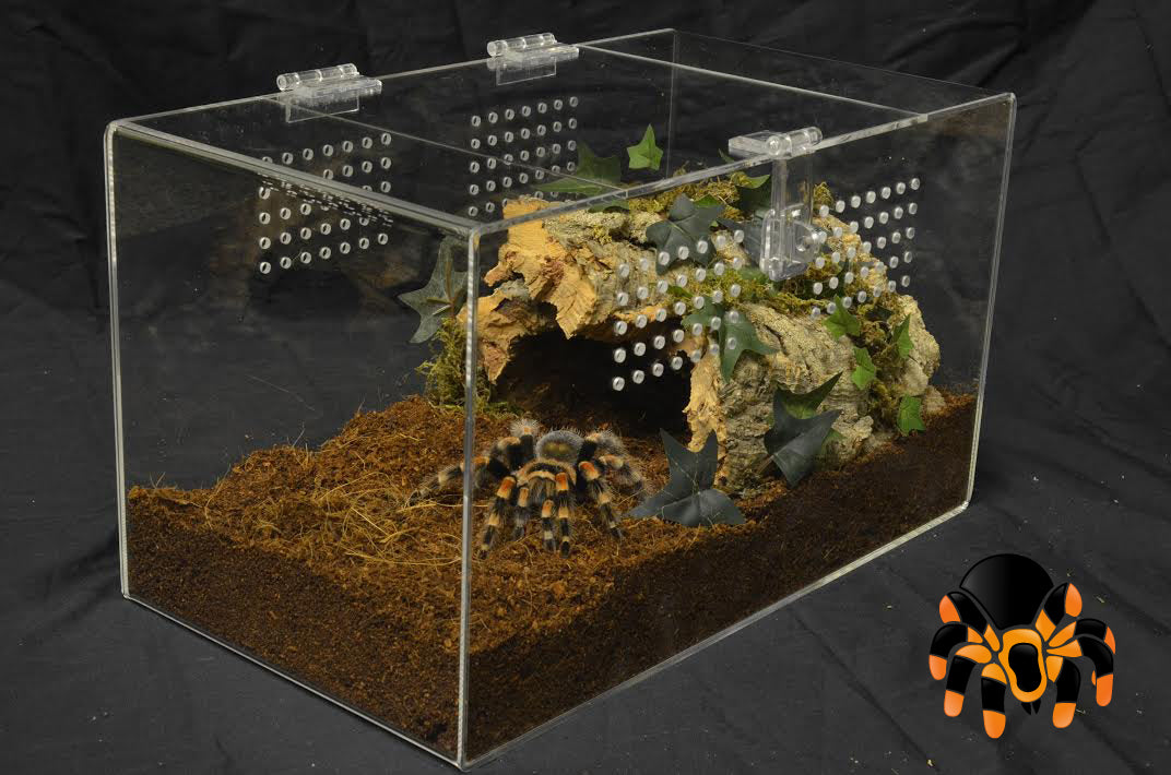 8x8x14" Tarantula Enclosure - Terrestrial Kit *