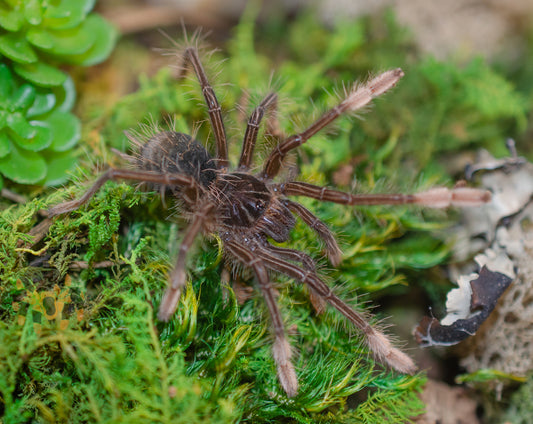 Theraphosa apophysis (Goliath Pink-foot Bird-eater) 2 1/2-3" #NL-1