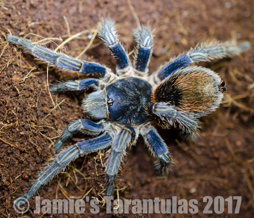 Thrixopelma cyaneolum (Peruvian Cobalt Red-Rump) 3/4-1"+