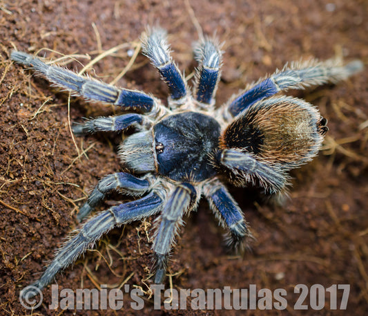 Thrixopelma cyaneolum (Peruvian Cobalt Red-Rump) 3/4-1"+