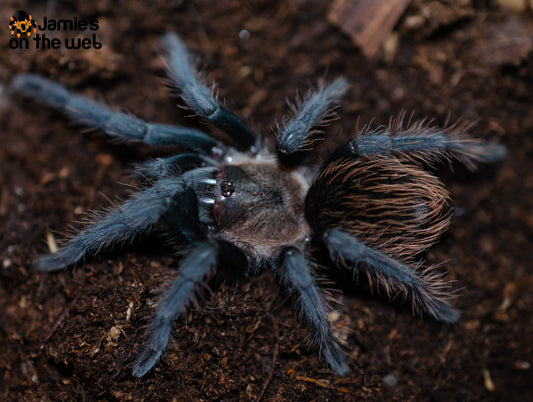 Tliltocatl verdezi (Mexican Rose Grey) 2-2 1/4" FEMALE #V-4  (Pictured)