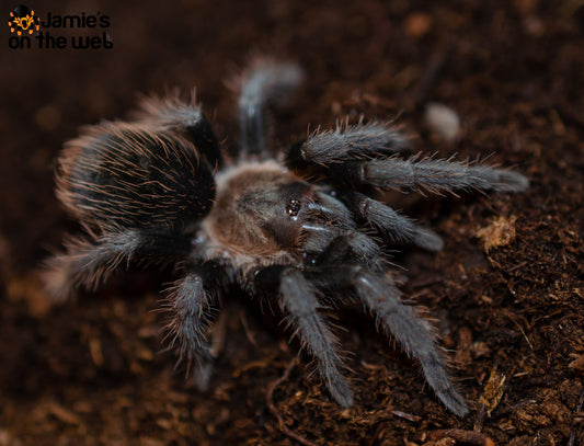 Tliltocatl verdezi (Mexican Rose Grey) 2-2 1/4" FEMALE #V-8  (Pictured)