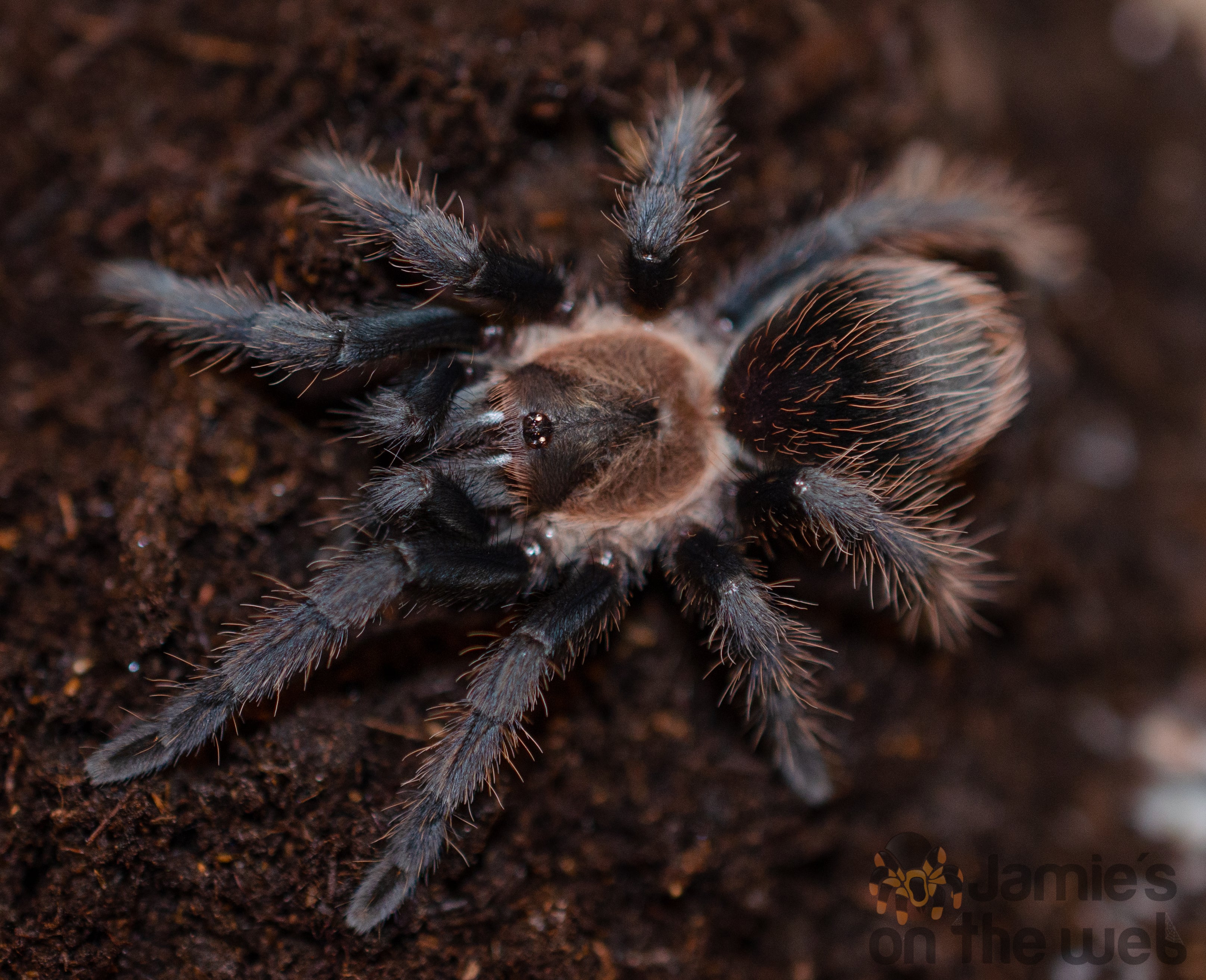 All Tarantulas – Page 3 – Jamie's on the Web