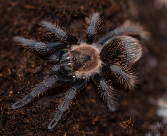 Tliltocatl verdezi (Mexican Rose Grey) 2-2 1/4" FEMALE #V-2  (Pictured)