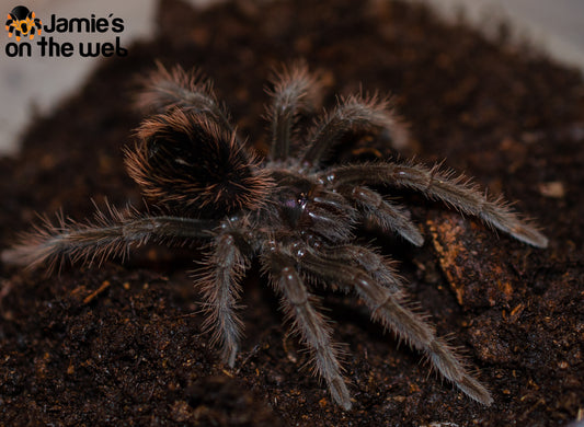 Xenesthis intermedia (Amazon Blue Bloom) 2-2 1/2” FEMALE