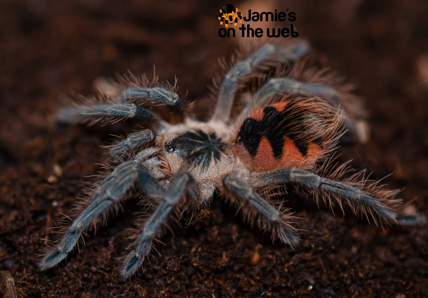 Pamphobeteus vespertinus (Ecuadorian Red Bloom) 2-2 1/2” FEMALE #PV-2  (Pictured)
