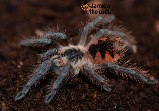 Pamphobeteus vespertinus (Ecuadorian Red Bloom) 2-2 1/2” FEMALE #PV-2  (Pictured)